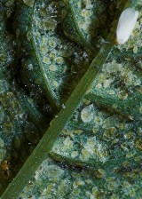 whitefly